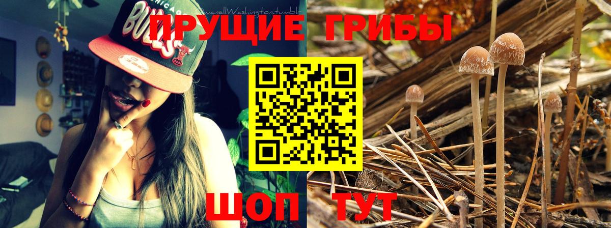 Псилоцибиновые грибы Psilocybine cubensis Курчалой